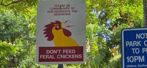 feral l .jpg